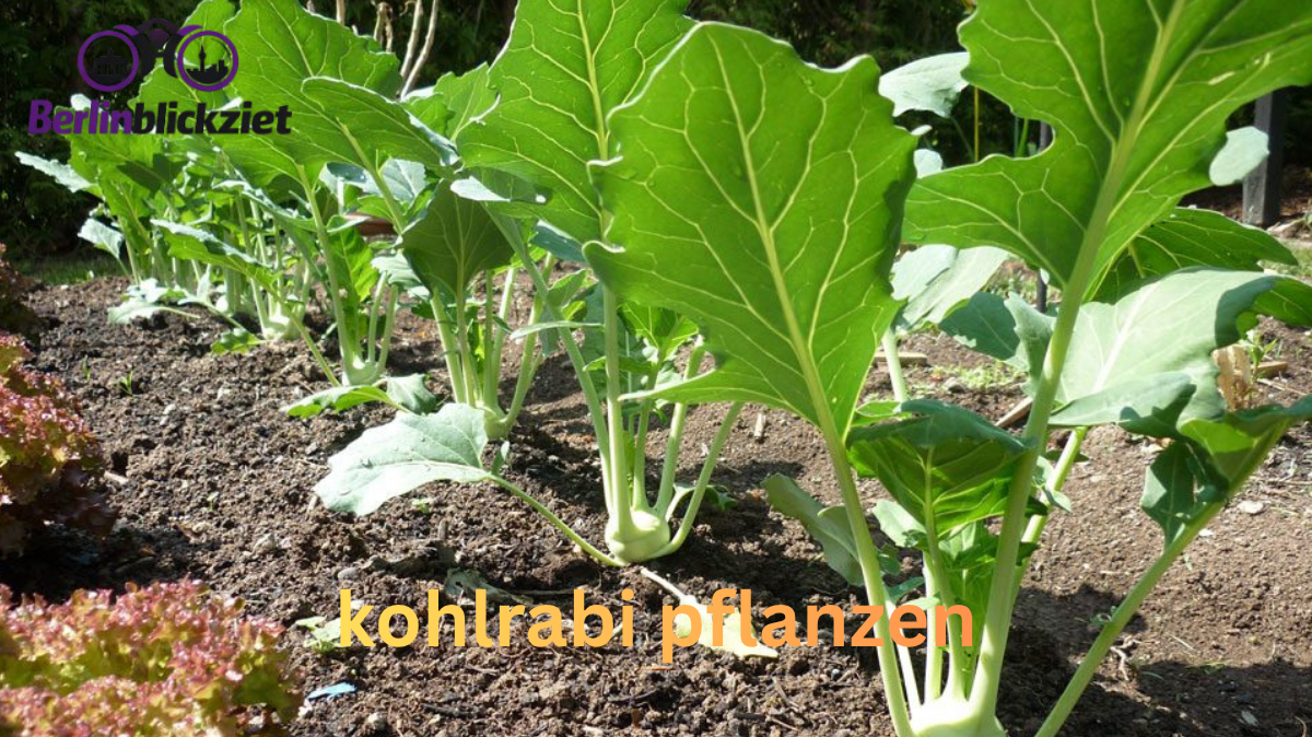 Kohlrabi pflanzen: So wächst er zart und gesund
